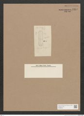 Diatomeae indet. Zeichnungen Sammlung Grunow Nr. 1454 (NHMW-BOT-W0368451)